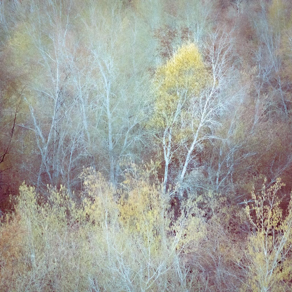 Ghost Trees Red