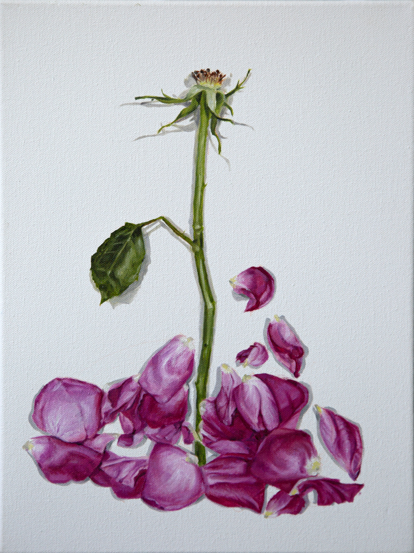 Pink Rose Study