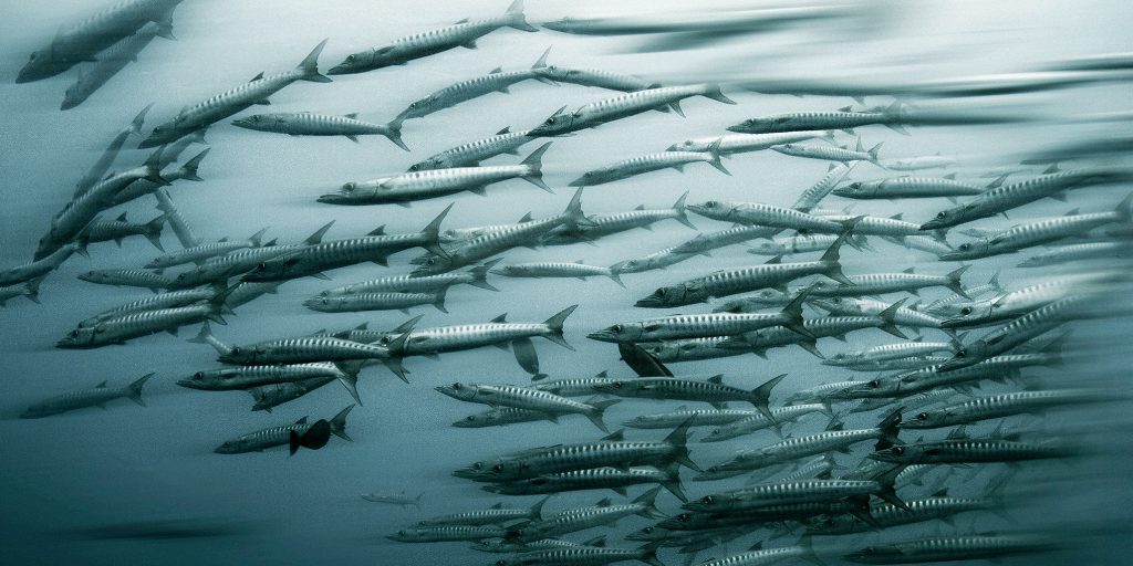 Barracuda