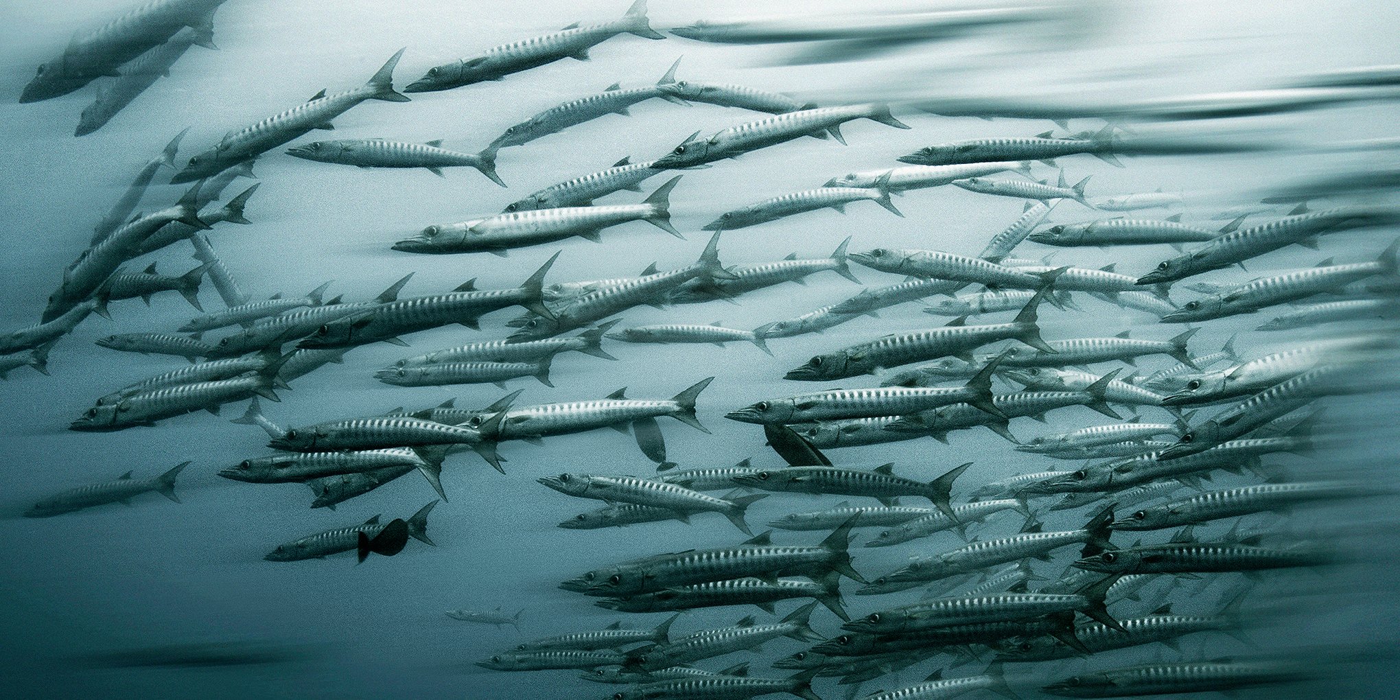 Barracuda