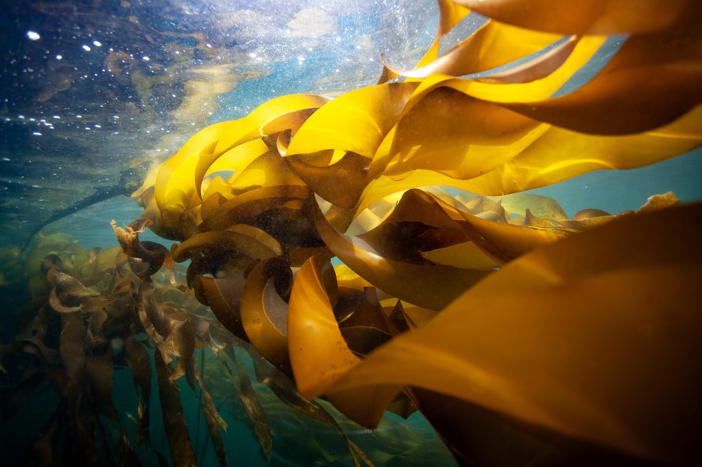 Bull Kelp