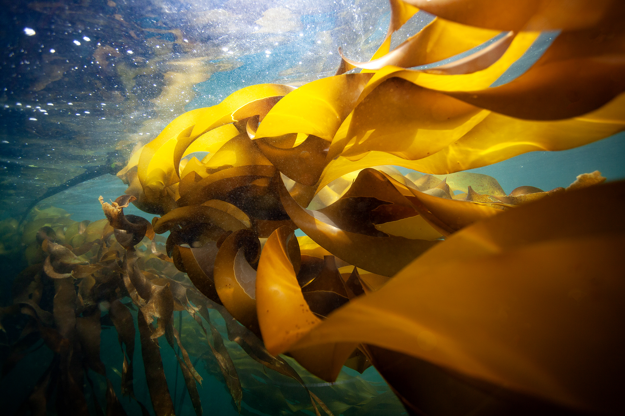 Bull Kelp