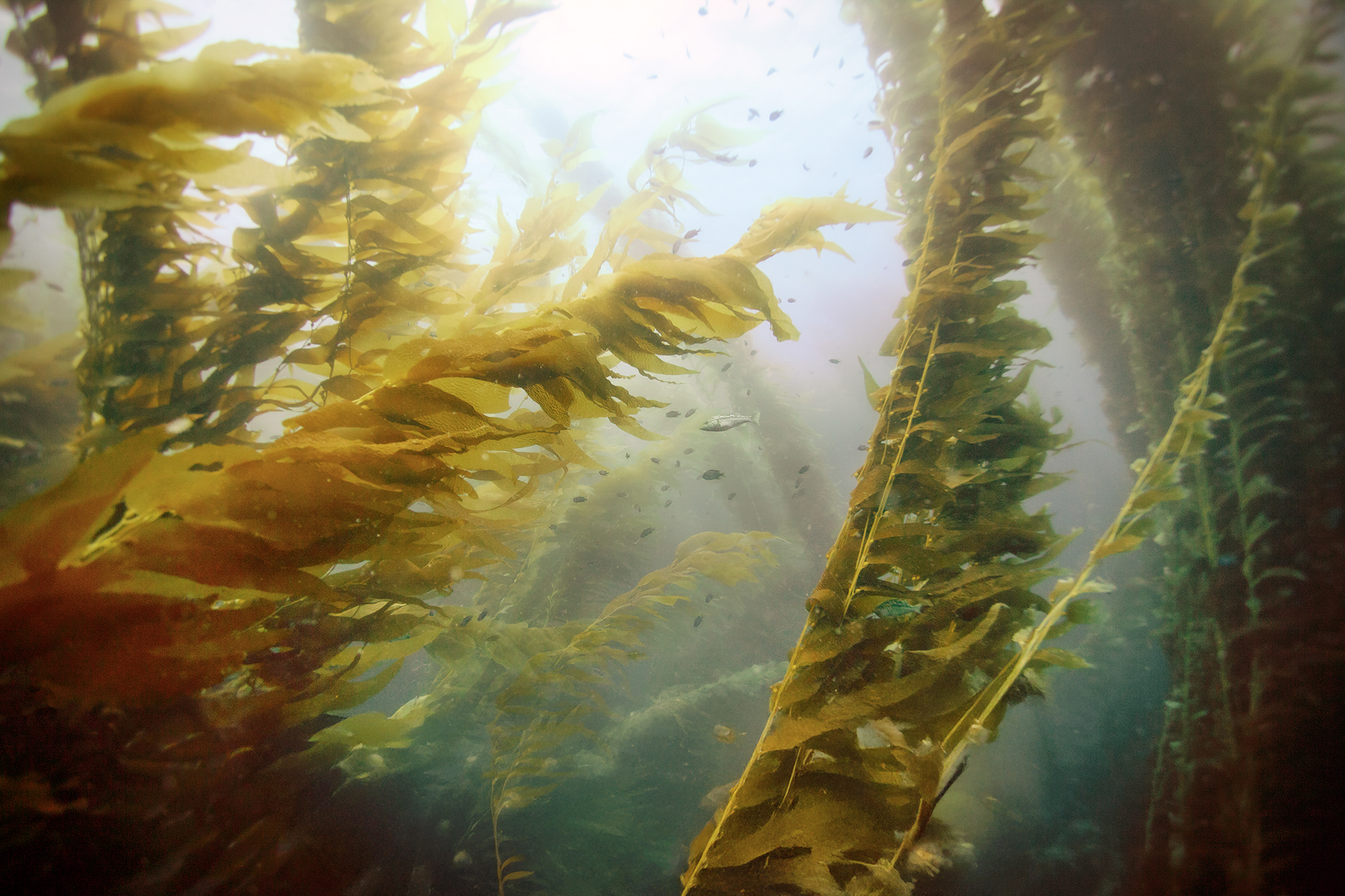 Giant Kelp Forest