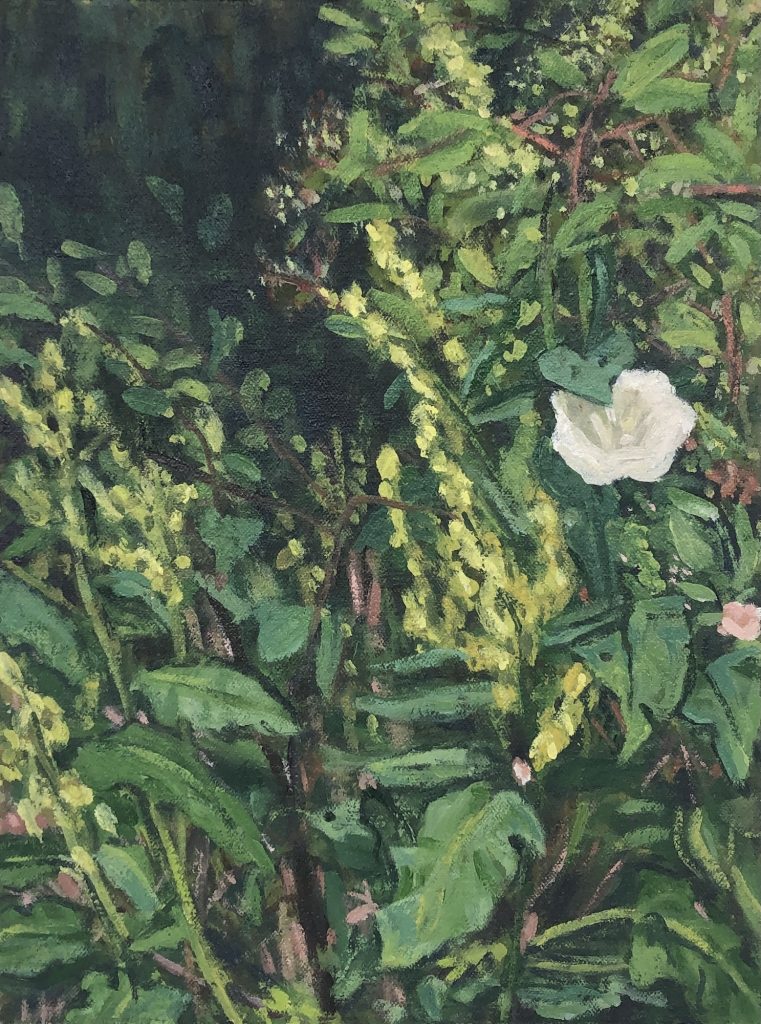 Bindweed