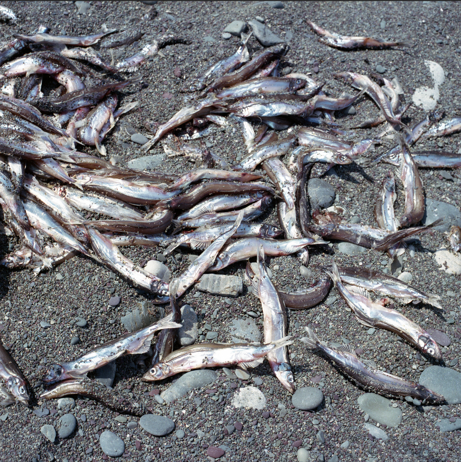 Caplin Rolling