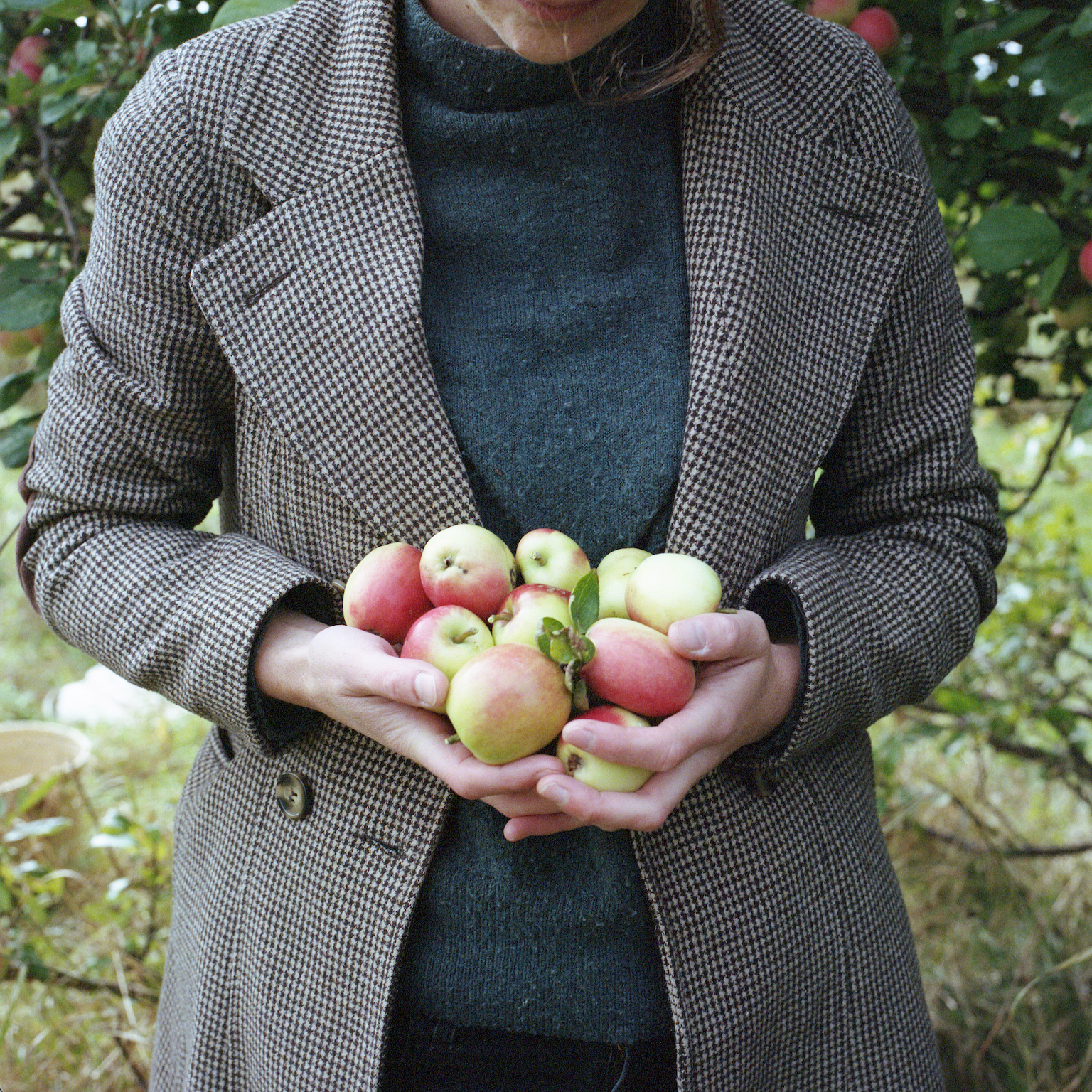 Hands Full of Apples