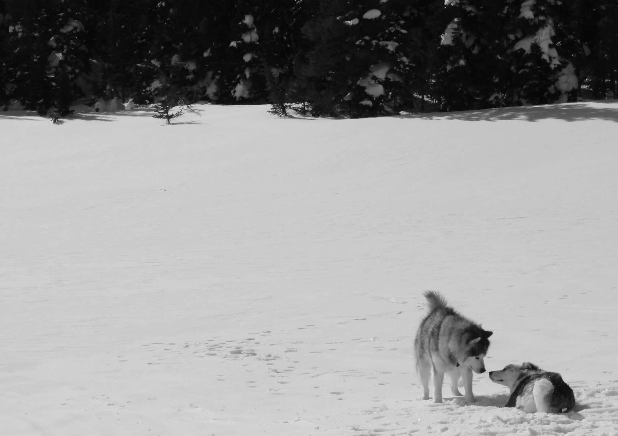 Husky Love